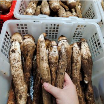 現(xiàn)貨雲南(nán)新(xīn)鮮雞枞菌順豐發貨500g250g菌菇食用農(nóng)産品油雞枞 優選雞枞